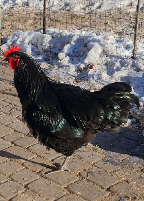 Півень Джерсійський гігант