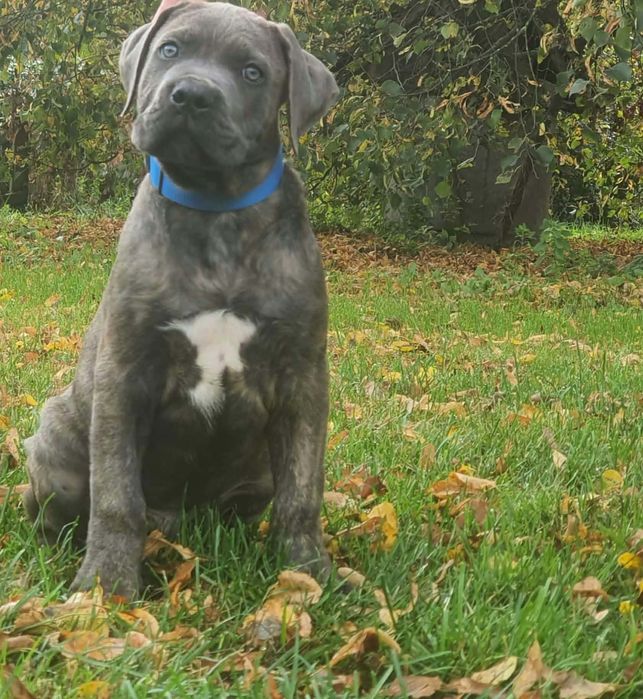 Cane Corso piesek ZKWP/FCI