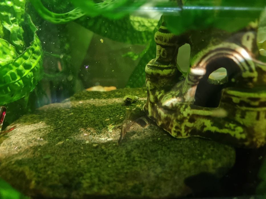 ZBROJNIKI zdrowe z ogólnego akwarium.