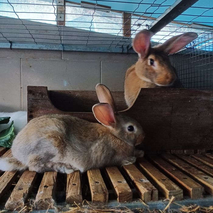 Casal Coelhos raça Gigante de Flandres