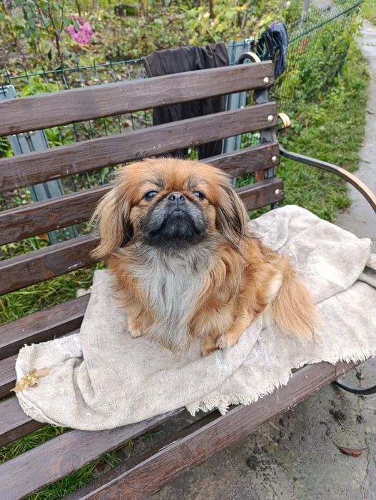 Продаються дівчатка пекінеси