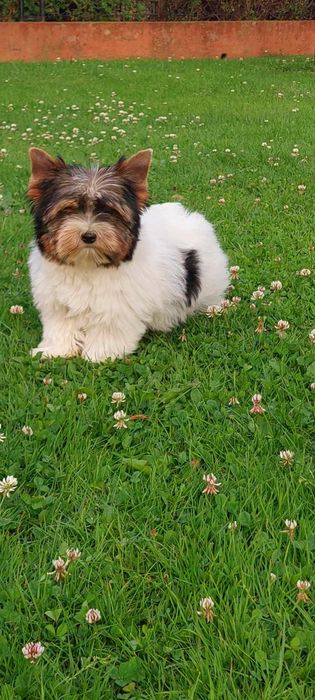 Piesek Yorkshire terrier Biewer