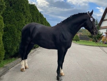 Ogier Śląski Rekrut