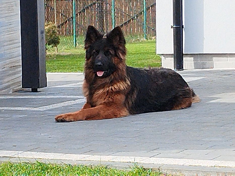 Owczarek niemiecki pies