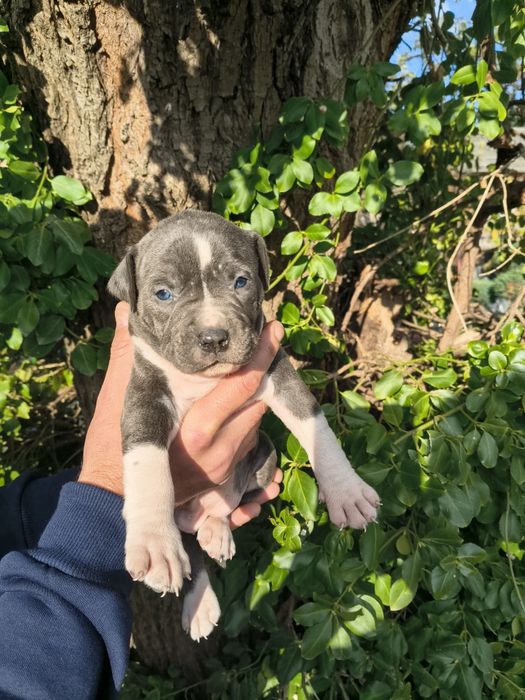 Amstaff blue suczka