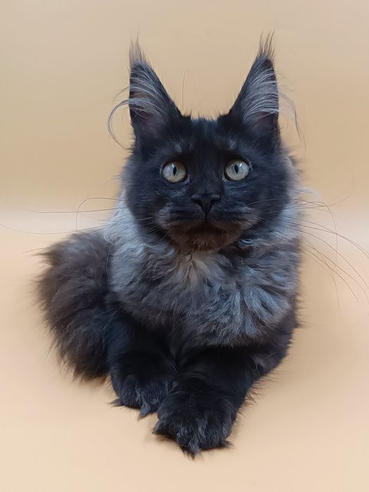 Чудова дівчинка Verra