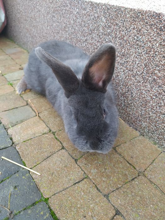 Króliki Wiedeńskie Niebieskie