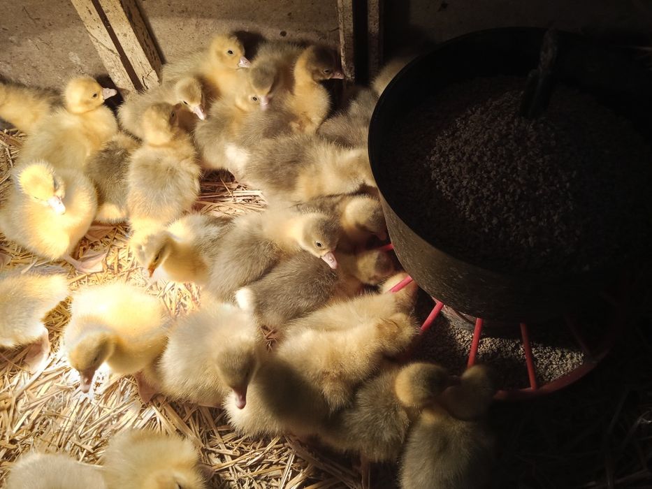 Gaski gęsi ges jajka