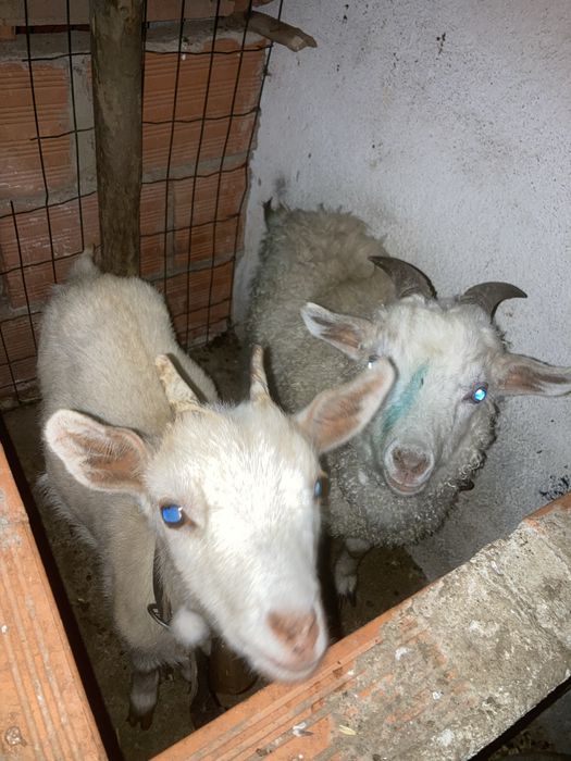 Cabras Angorás//