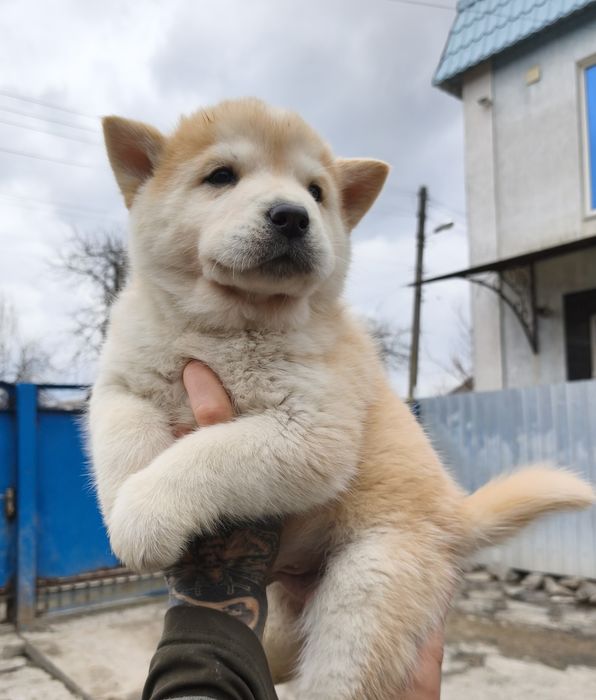 Чау чау   продам. .