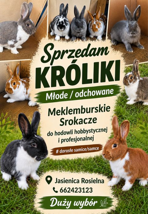 Króliki Meklemburskie
