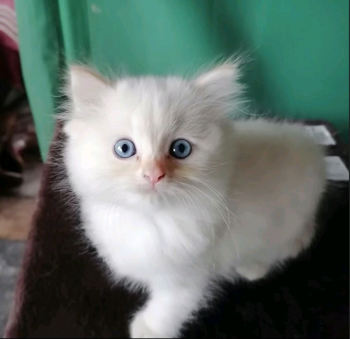 Кошеня Регдол/Ragdoll