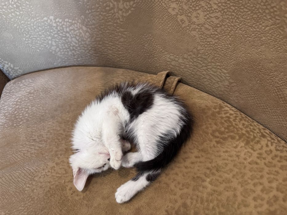 Отдам котенка в хорошие руки