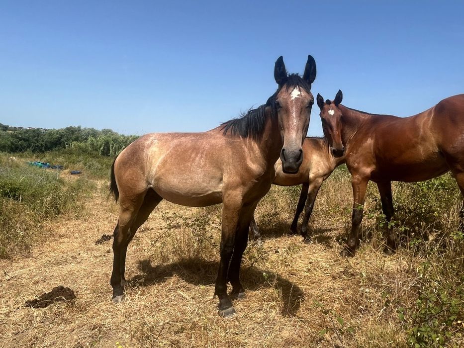 Poldro lusitano neto do Escorial e bisneto do Almansor