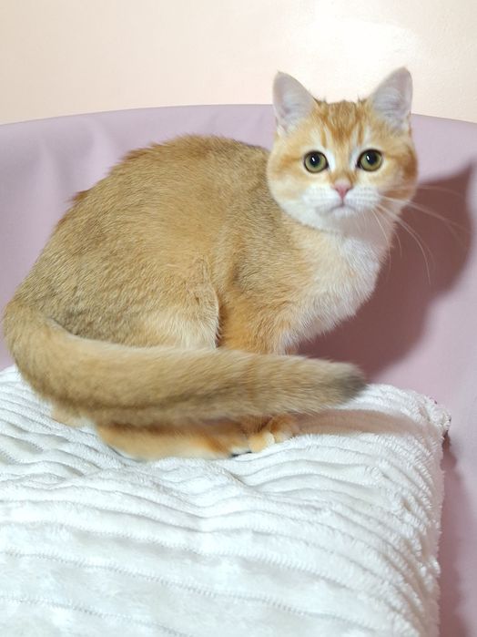 Золота  британська шиншила.