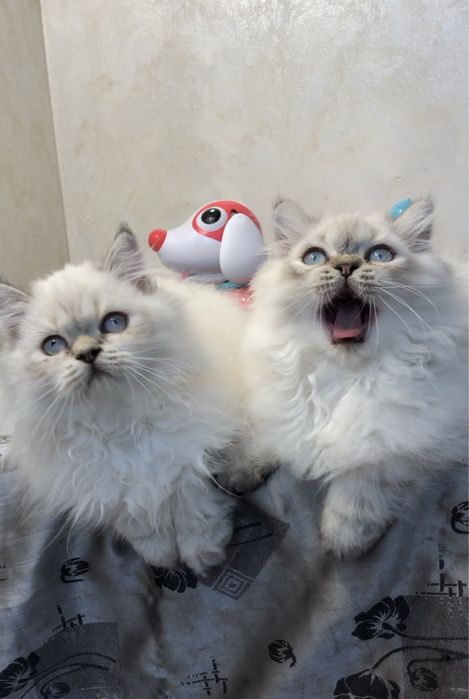 Шотландские голубоглазые котята