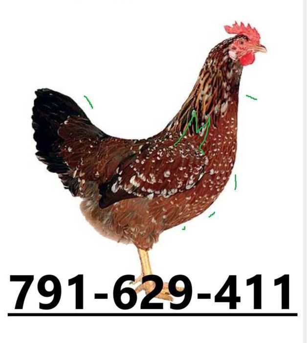 Kury Nioski Rosa Lohman Brown Sendy Isa Leghorn Dominant Grenshel blue