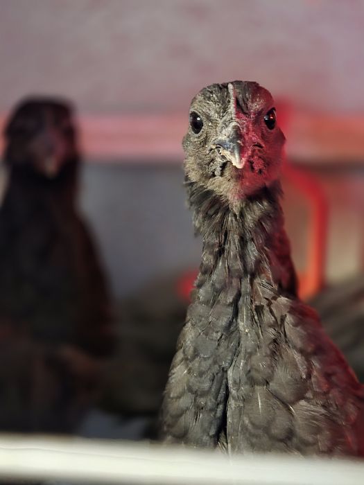 Курчата Аям цемані