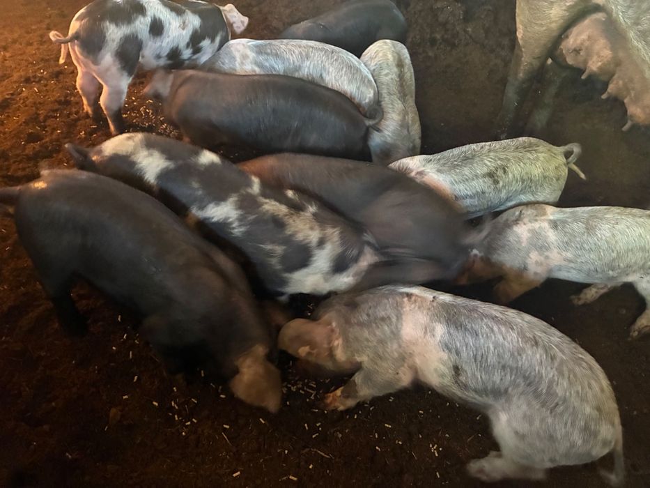 Leitão para venda