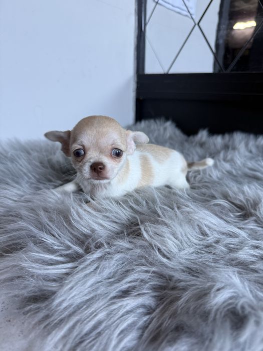 Menino Chihuahua  *lindissimo“ de bolso.