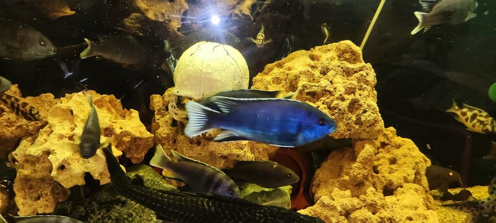 Аки белохвостый взрослые