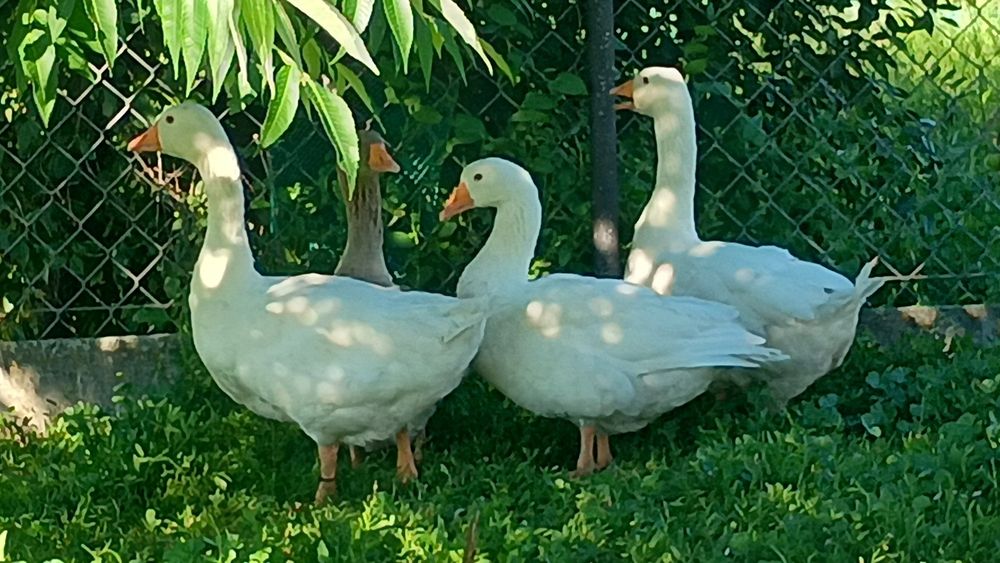 Gęsi podkarpackie zmienią dom - dwie  parki