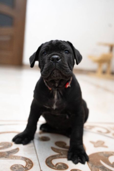 Cane Corso щенята