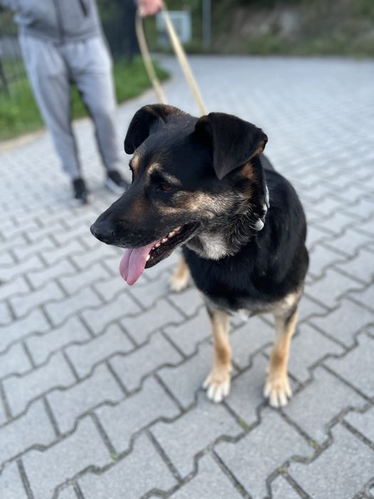 Przedstawiamy Boryska — psa o wielkim sercu.