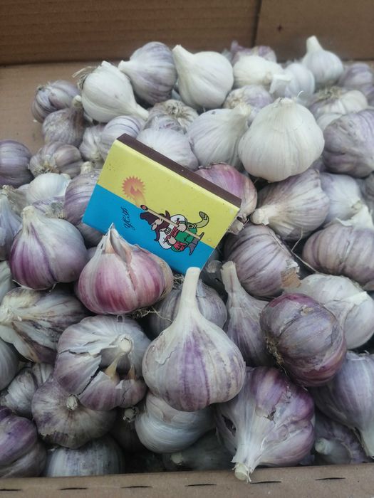 Продам домашній часник