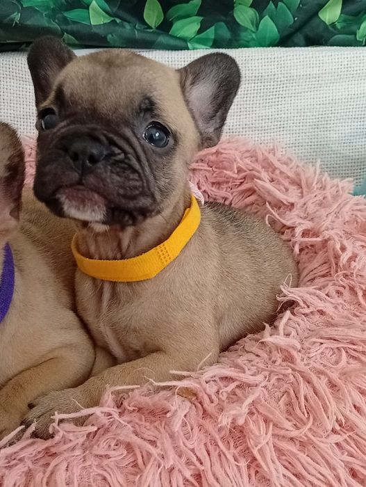 Bulldog francês menina