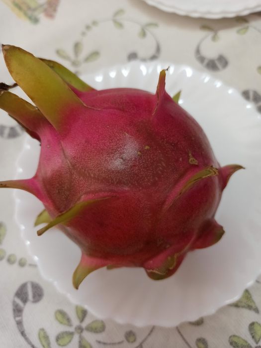 Planta / Árvore Pitaya ou fruta do Dragão