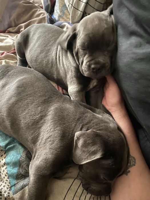 Малиші кане корсо- елітна порода (ціну знижено)