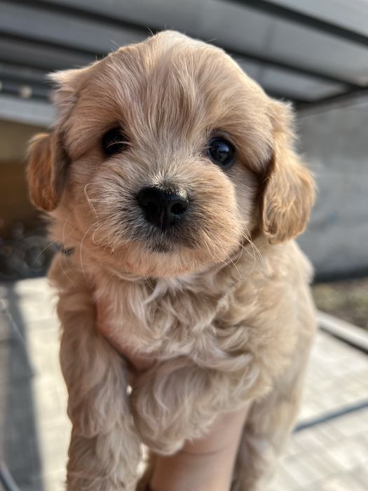 Maltipoo suczka (Maltańczyk x Pudel Toy)