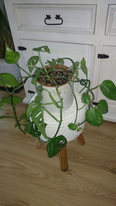 Monstera Monkey Mask