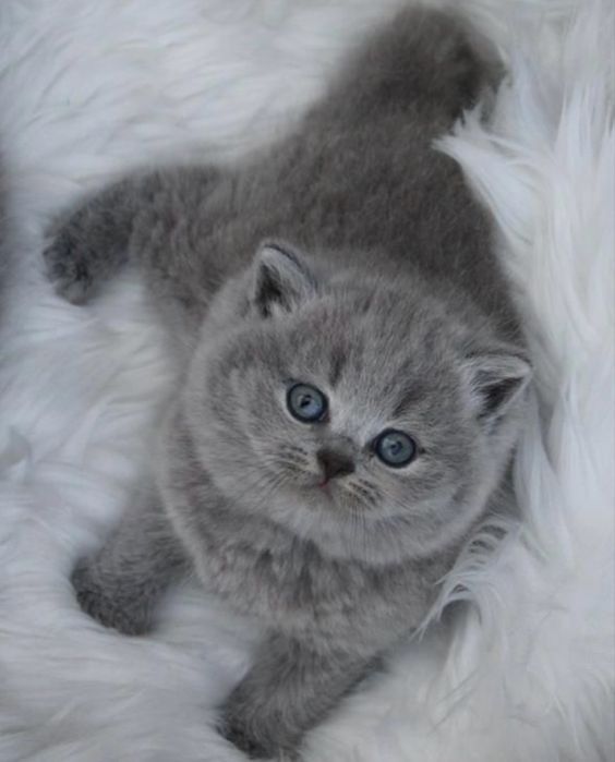 Продам красивенького котика