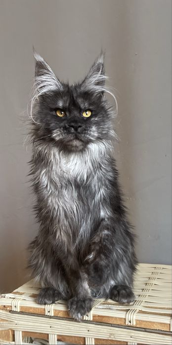 Девочка Мейн кун