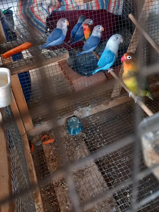 Agapornis Ficher 2026