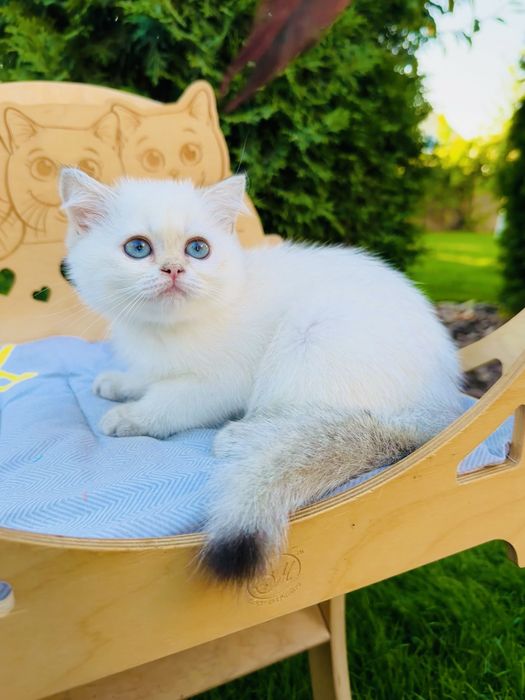 Милий хлопчик в окрасі золота шиншила поінт