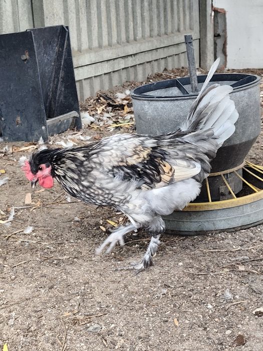 Tegoroczny kogucik krzyżówka