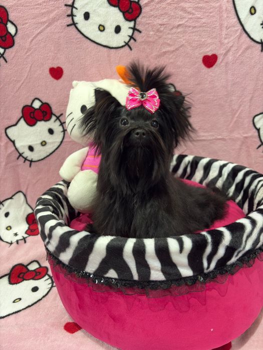 York black tan suczka 1.3kg