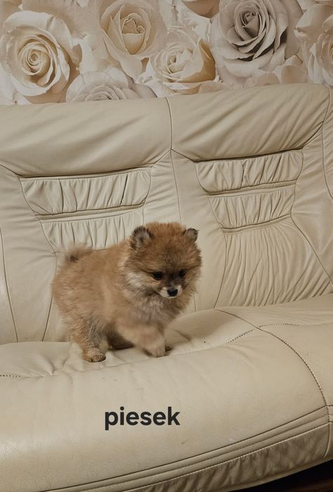 Pomeranian boo aktualne