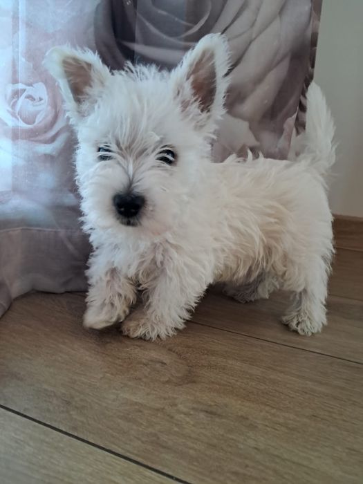 West highland white terrier-rezerwacja