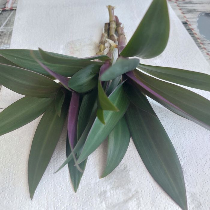 Reo meksykanskie , trzykrotka.