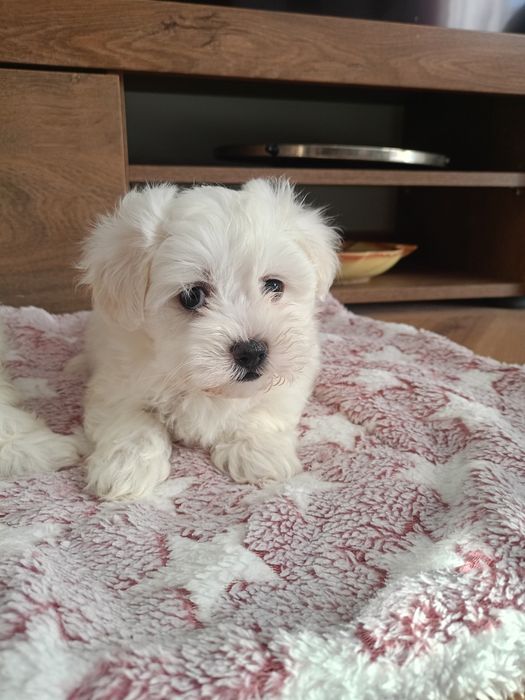 Maltańczyk _sunia_dziewczynka_czip_Rodowód Książniczka suczka