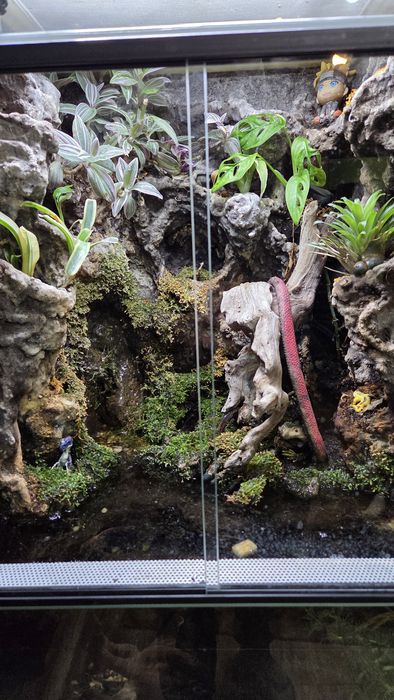 Paludarium Terradise 50x50x80