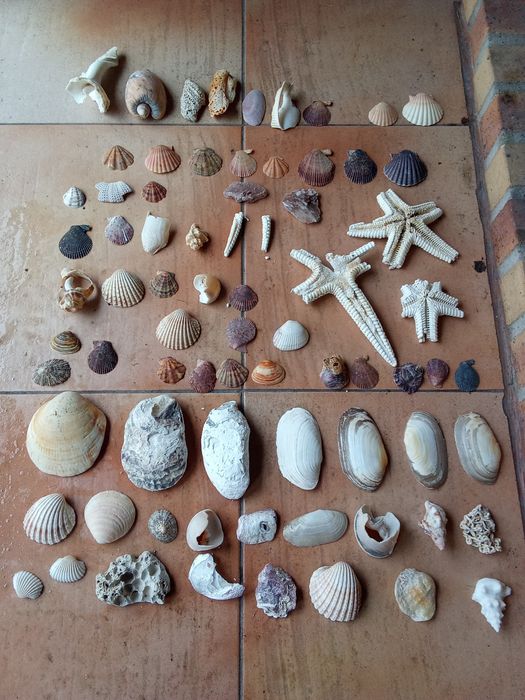 Conchas e búzios variados