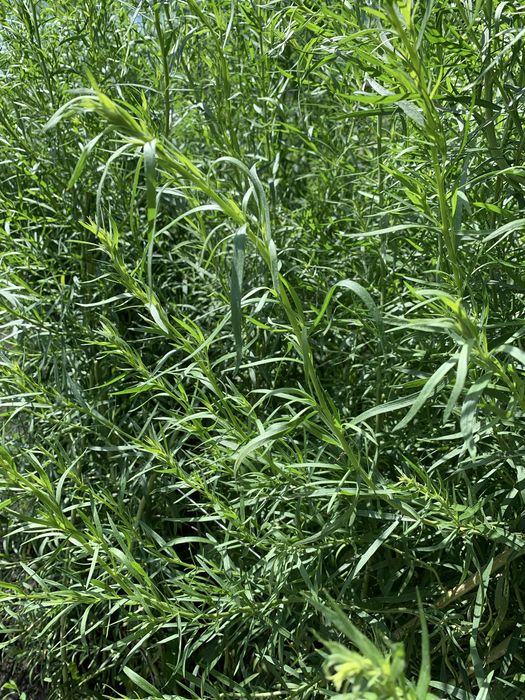Продам естрагон ( тархун)
