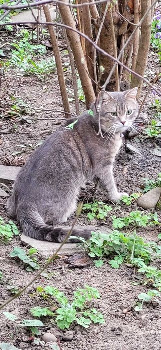 Пропав домашній котик