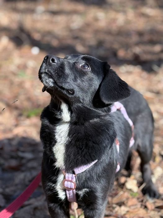 Młoda, urocza Omulew szuka rodziny na zawsze