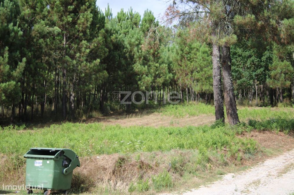 Terreno com pinhal e e mato a 15 minutos de Viseu